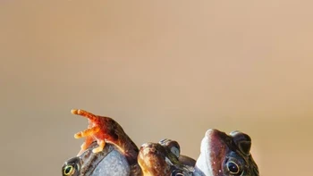 Pemenang kategori Animal Behaviour diraih Ian Mason dari Perthshire, Skotlandia. Foto: British Wildlife Photography