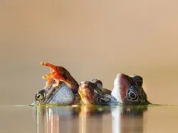 Karya Jawara British Wildlife Photography 2024 Bikin Mata Terpana