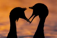 British Wildlife Photography 2024