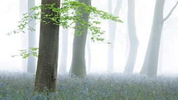 Pemenang kedua  kategori Wild Woods diraih Philip Selby Foto: British Wildlife Photography