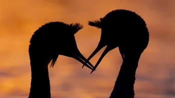 Pemenang kedua kategori Animal Behaviour diraih Matthew Glover menampilkan Grebe jambul besar. Killingworth, Tyneside Utara, Inggris. Foto: British Wildlife Photography