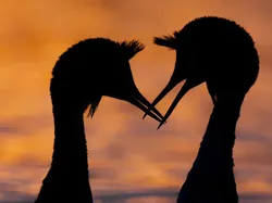 Karya Jawara British Wildlife Photography 2024 Bikin Mata Terpana