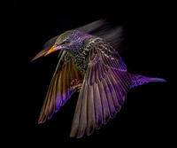 British Wildlife Photography 2024