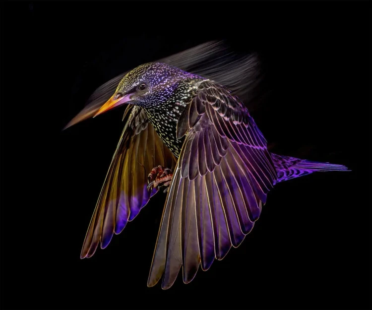British Wildlife Photography 2024