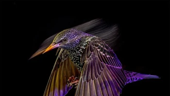 Pemenang kategori Animal Portraits diraih Mark Williams Foto: British Wildlife Photography