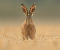 British Wildlife Photography 2024