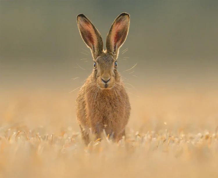 British Wildlife Photography 2024