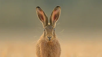 Pemenang kedua kategori Animal Portraits diraih Spencer Burrows Foto: British Wildlife Photography