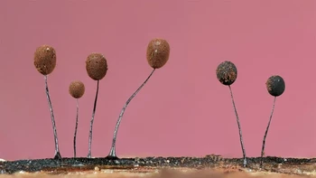 Pemenang kategori Botanical Britain diraih Jason McCombe Foto: British Wildlife Photography