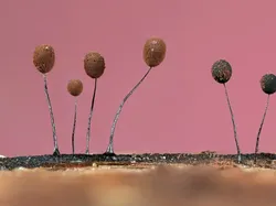 Karya Jawara British Wildlife Photography 2024 Bikin Mata Terpana