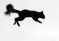 British Wildlife Photography 2024