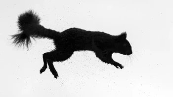 Pemenang kedua kategori Black & White diraih Rosamund Mcfarlane Foto: British Wildlife Photography