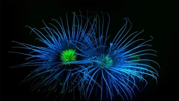 Pemenang kedua kategori Coast & Marine diraih Dan Bolt Foto: British Wildlife Photography