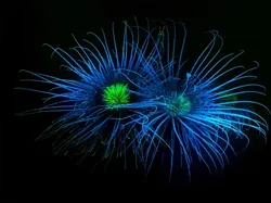 Karya Jawara British Wildlife Photography 2024 Bikin Mata Terpana