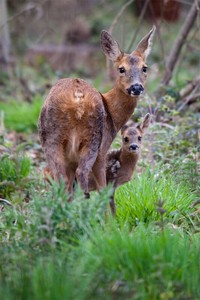 British Wildlife Photography 2024