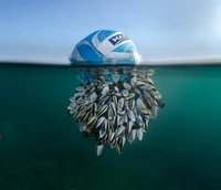 British Wildlife Photography 2024