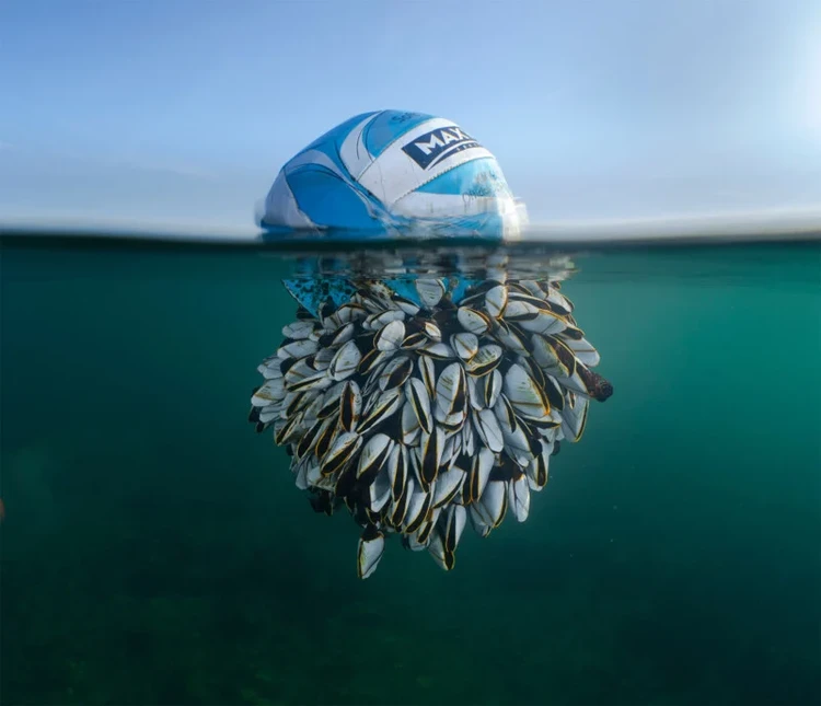 British Wildlife Photography 2024