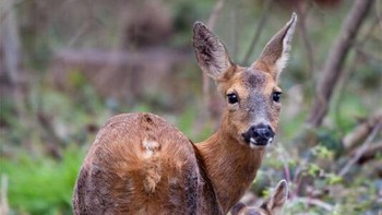 Royal Society for the Protection of Birds (RSPB) Young British Wildlife Photographer of the Year 2024 kategori 12-14 tahun diraih Felix Walker-Nix berlokasi di Sherfield, Loddon, Inggris  Foto: British Wildlife Photography