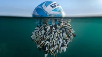 Pemenang utama dan British Wildlife Photographer of the Yea diraih Ryan Stalker / Goose barnacles (Thoracica) dari Portland, Dorset, Inggris. Foto: British Wildlife Photography