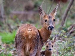 Karya Jawara British Wildlife Photography 2024 Bikin Mata Terpana