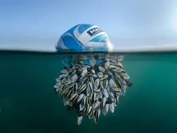 Karya Jawara British Wildlife Photography 2024 Bikin Mata Terpana