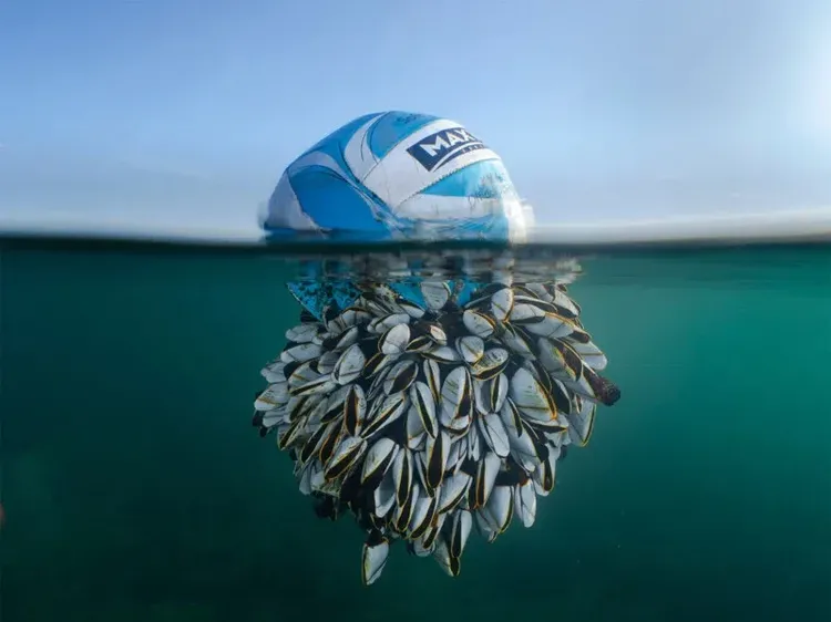 Karya Jawara British Wildlife Photography 2024 Bikin Mata Terpana