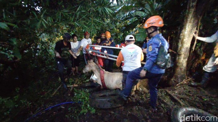 Damkar Bogor evakuasi kuda di sumur (dok istimewa)