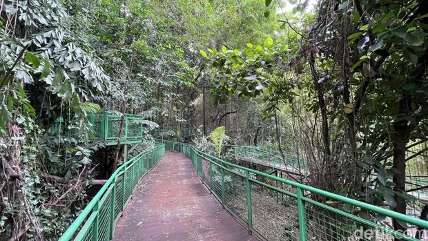Forest Walk Babakan Siliwangi Bandung. Forest Walk Babakan Siliwangi Bandung.