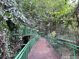 Sejuknya Ngabuburit di Forest Walk Babakan Siliwangi Bandung