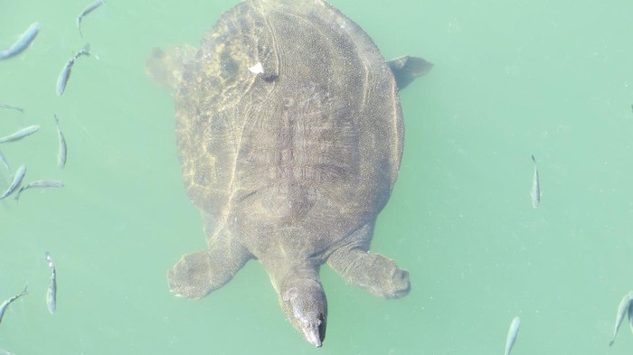 Big soft-shell turtle swimming among flock of fishes in river, poking its muzzle over water surface. Trionychoidea. Trionyx. Pelochelys. Summer day.
