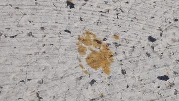 Warga Jepang Mendadak Dilarang Sentuh Kucing, Ada Apa?