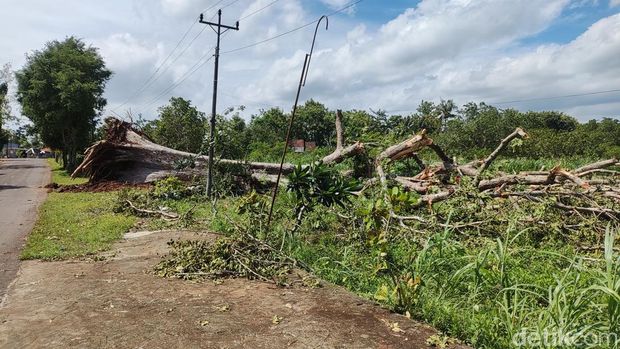 Kondisi pohon randu alas yang tumbang di Padukuhan Mojo, Kalurahan Ngeposari, Kapanewon Semanu, Kabupaten Gunungkidul, Jumat (15/3/2024).