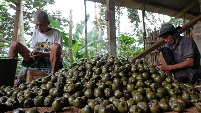 Pekerja mengolah kolang kaling di Desa Jlegong, Bejen, Temanggung,  Jawa Tengah, Jumat (15/3/2024).  Menurut produsen kolang kaling setempat, saat bulan Ramadhan pesanan meningkat hingga tiga kali lipat dibanding bulan lain dan harganya naik menjadi Rp12.000 per kilogram dari sebelumnya Rp7.000 per kilogram. ANTARA FOTO/Anis Efizudin/aww.