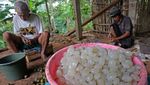 Melihat Pengolahan Kolang Kaling yang Harganya Melejit Saat Ramadan