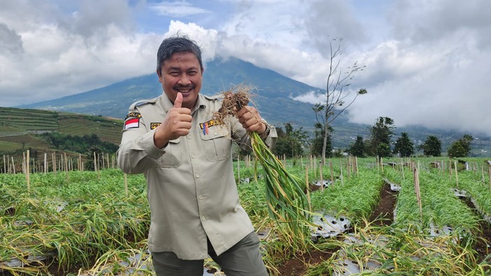 Panen Bawang Putih di Temanggung