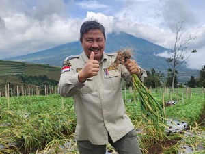 Produktivitas Tembus 14 Ton per Ha, Bawang Putih Temanggung Makin Moncer