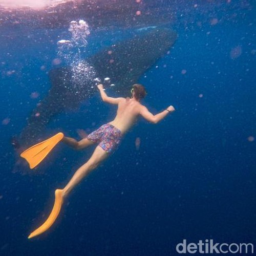 Para pengunjung yang berenang bersama dengan Hiu Paus di Teluk Saleh, Sumbawa, NTB. (dokumentasi Tur Operator, Muhaidin)
