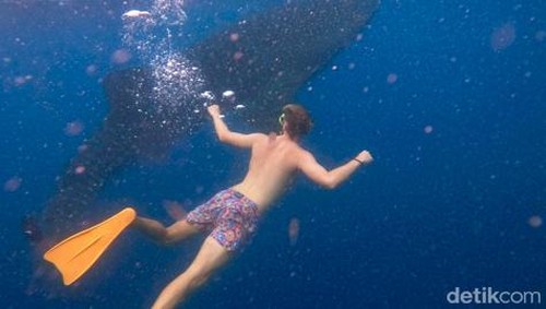 Para pengunjung yang berenang bersama dengan Hiu Paus di Teluk Saleh, Sumbawa, NTB. (dokumentasi Tur Operator, Muhaidin)