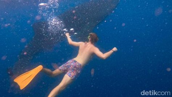 Para pengunjung yang berenang bersama dengan Hiu Paus di Teluk Saleh, Sumbawa, NTB. (dokumentasi Tur Operator, Muhaidin) Para pengunjung yang berenang bersama dengan Hiu Paus di Teluk Saleh, Sumbawa, NTB. (dokumentasi Tur Operator, Muhaidin)