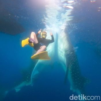 Para pengunjung yang berenang bersama dengan Hiu Paus di Teluk Saleh, Sumbawa, NTB. (dokumentasi Tur Operator, Muhaidin)