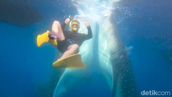 Para pengunjung yang berenang bersama dengan Hiu Paus di Teluk Saleh, Sumbawa, NTB. (dokumentasi Tur Operator, Muhaidin)