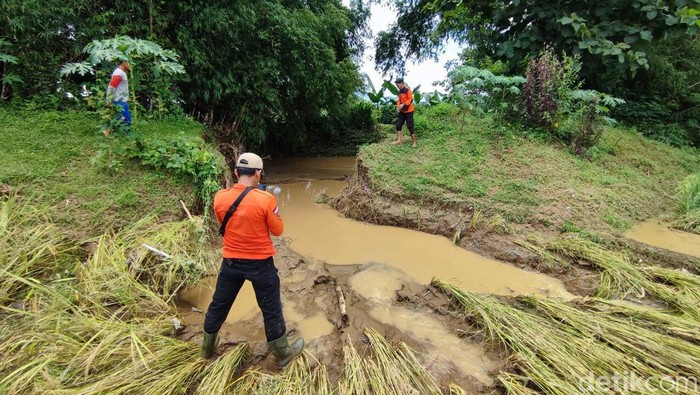 Tanggul jebol membuat 20 hektare sawah gagal panen.