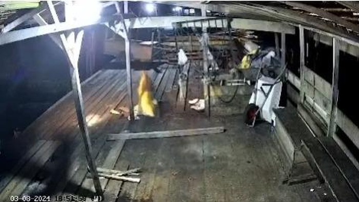 Tangkapan layar harimau tampak masuk ke kamp perkebunan sawit di Siak, Riau. (Dok Istimewa)