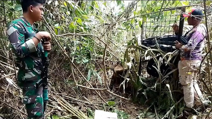 Tim satgas penanganan harimau pasang perangkap di Lampung Barat.