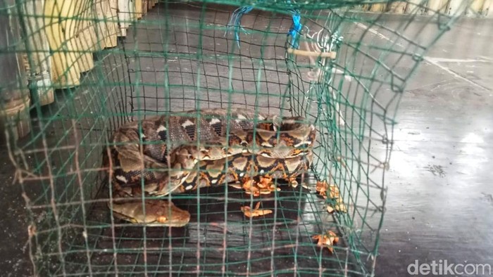 Ular piton muncul di Sukabumi