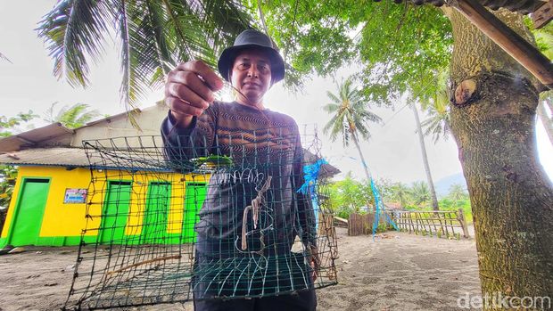 Ular piton muncul di Sukabumi
