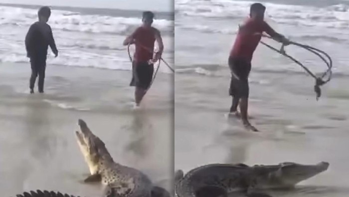 Warga Bangka tangkap buaya dengan tali di pantai