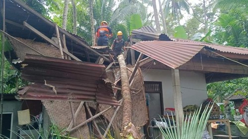 BPBD Kabupaten Karangasem saat melakukan penanganan pohon tumbang akibat angin kencang beberapa waktu lalu.