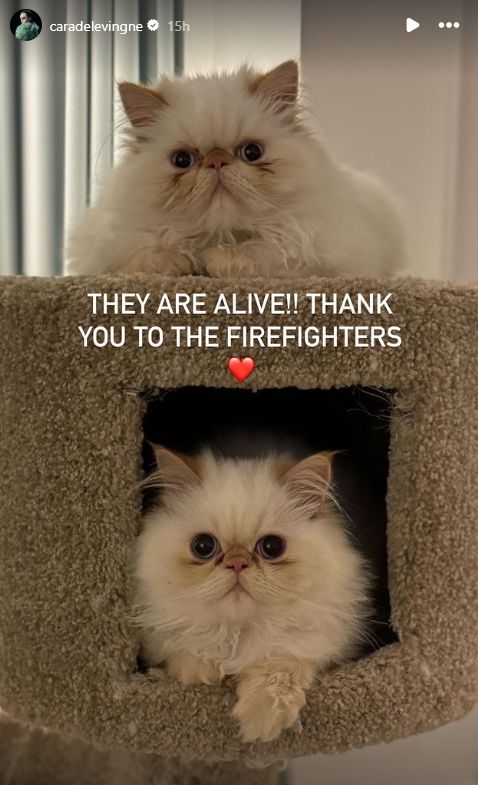 Kucing Cara Delevingne selamat dari kebakaran rumah di Los Angeles.