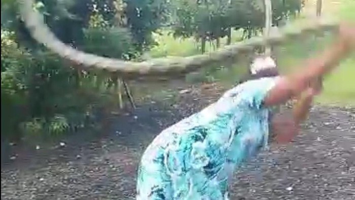 Emak-emak di Madura membanting ular piton yang diduga telah memakan ayam ternaknya.